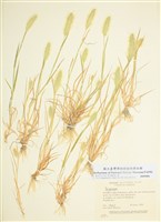 藏品(棒頭草屬)的圖片